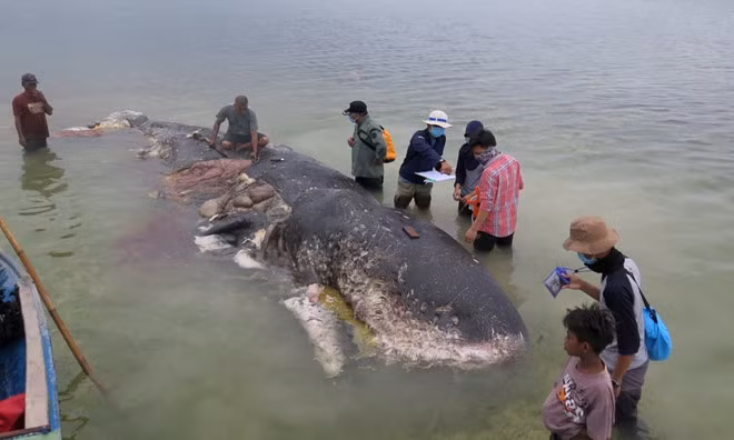 Xác con cá nhà táng trôi dạt vào bờ biển Sulawesi, Indonesia. Ảnh: Reuters.