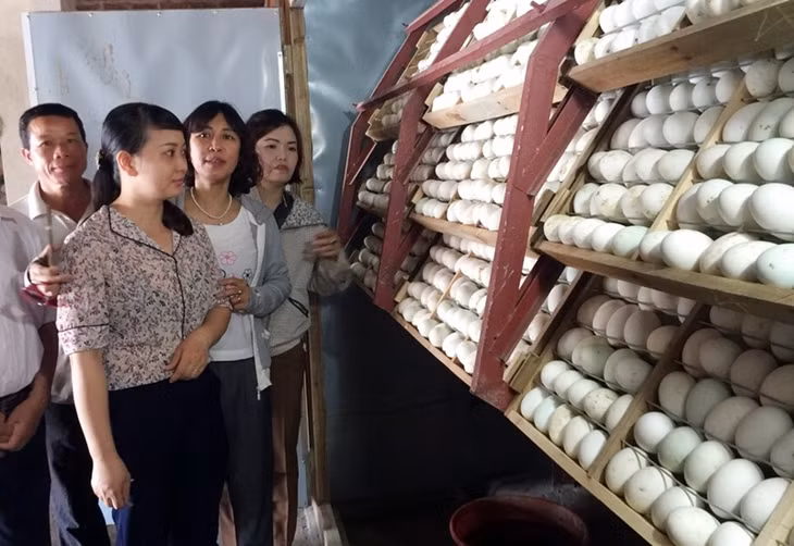Cơ quan Khối tổ chức đoàn khảo sát, giám sát mô hình trứng tại xã Cẩm La (TX Quảng Yên).