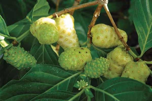 Rễ nhàu hạ huyết áp