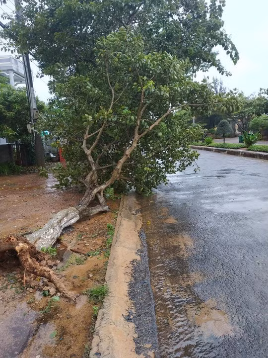 Cây gãy vì gió lớn