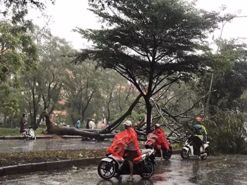 Cây đổ đè chết 1 người đi đường.