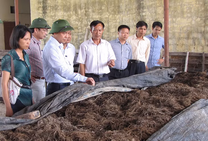 Lãnh đạo tỉnh thăm mô hình trồng nấm của Công ty TNHH Long Hải.