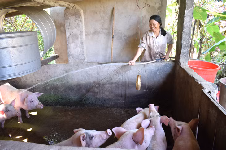 Vợ chồng anh Mễ Văn Cương, thôn Đòng Thầm đã thoát nghèo ừ khi được hỗ trợ lợn