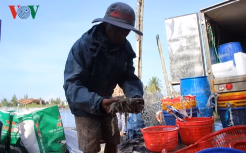 Ông Đỗ Minh Thêm dọn những con tôm chết trong hồ nuôi.