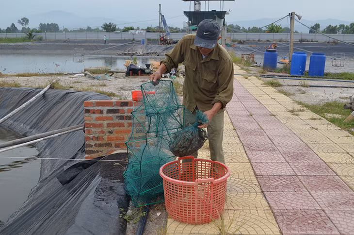 Thu hoạch tôm thẻ chân trắng tại hộ nuôi Phạm Xuân Huy, khu Đầm Sứt, phường Yên Thanh
