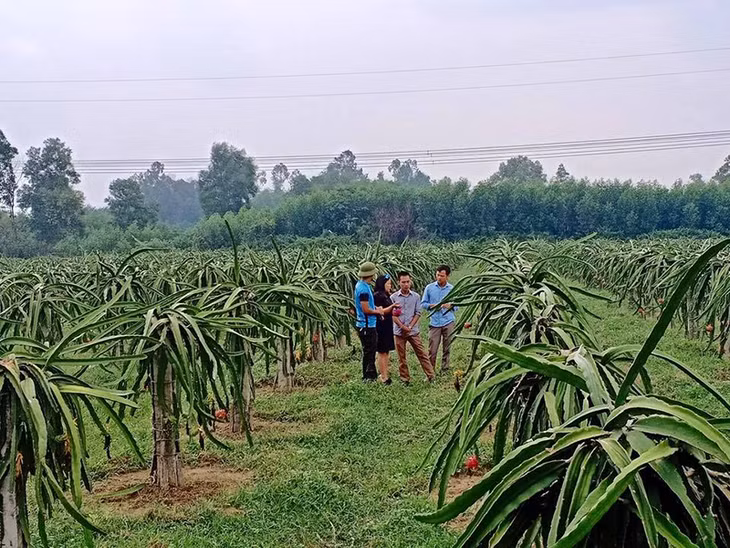 Công ty TNHH đầu tư Hoàng Anh tư vấn 