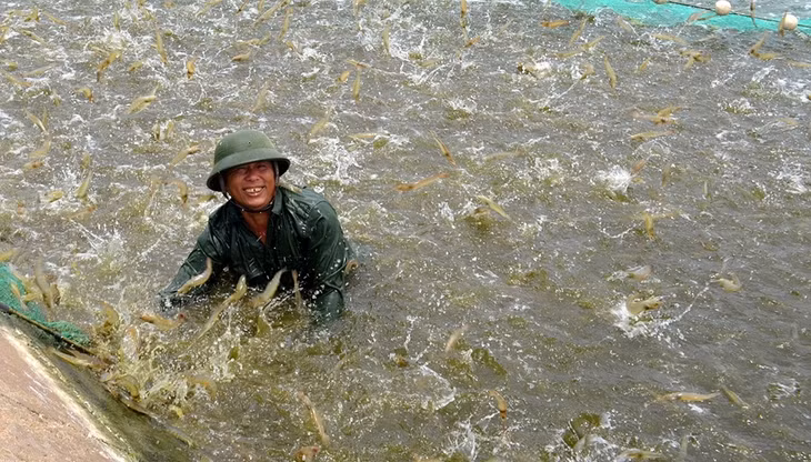 Người dân phường Hải Hòa (TP Móng Cái) phấn khởi thu hoạch tôm