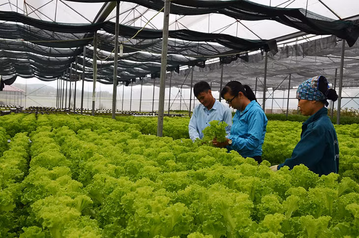 Sản xuất rau an toàn hiện trở thành thế mạnh của xã Tiền An. (Trong ảnh: Công nhân của Công ty Song Hành 