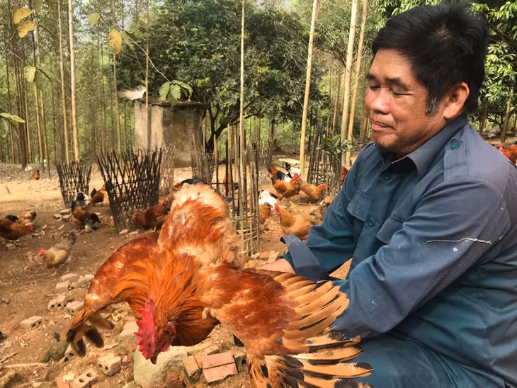 Ông Ninh Văn Cun kiểm tra cân nặng và sức khỏe của gà thiến trước khi xuất bán. Ảnh: Khánh Giang
