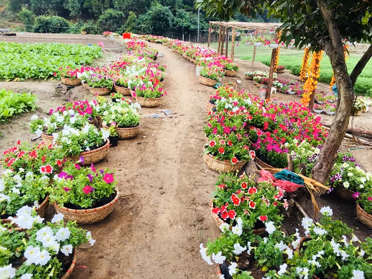 Bên cạnh những lối đi được trang trí bằng các thúng hoa đầy màu sắc