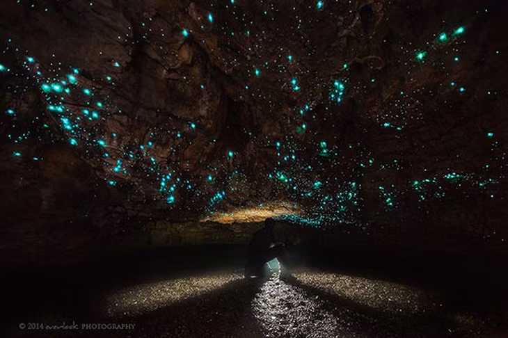 Hang động Waitomo Glowworm, New Zealand