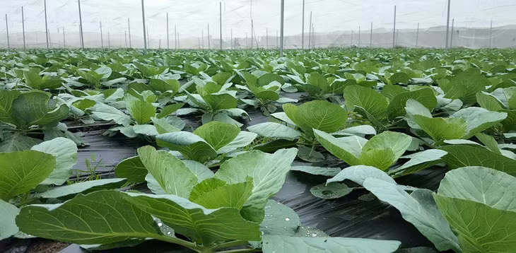 Diện tích rau an toàn của Công ty Vineco được trồng trong nhà lưới