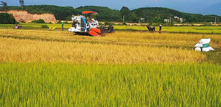 70% diện tích lúa trên địa bàn thu hoạch bằng máy gặt đập liên hoàn. Ảnh: Thu hoạch lúa ở xã Đại Bình.