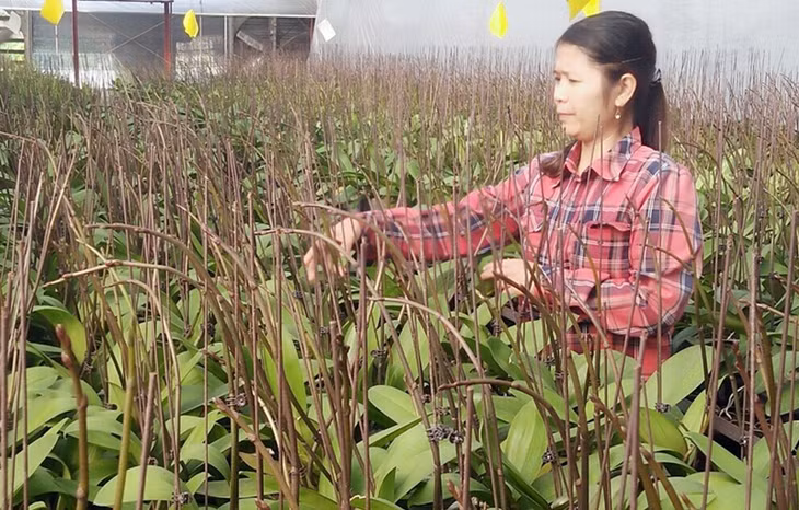 Chăm sóc lan hồ điệp tại HTX Hoa, cây cảnh chất lượng cao Thành Phát (TX Đông Triều)