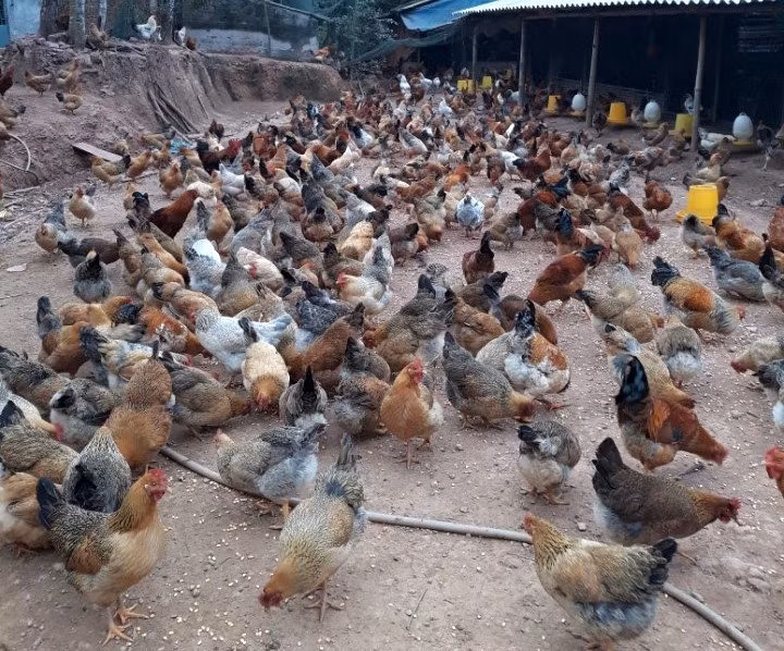Gà Tiên Yên được người dân Hà Lâu (huyện Tiên Yên) chăn thả cho chất lượng cao