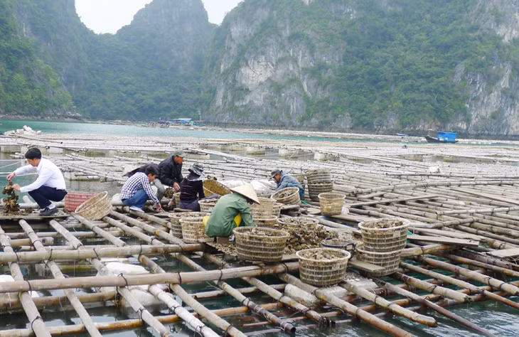 Nuôi hàu Thái Bình Dương tại khu vực nuôi thị trấn Cái Rồng (huyện Vân Đồn).