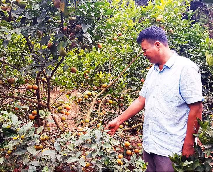 Vường chanh đào của ông