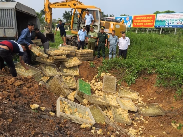 Lực lượng chức năng Trạm Km15 tiêu hủy 8000 con gà giống nhập lậu bị bắt giữ ngày 1/5/2019..