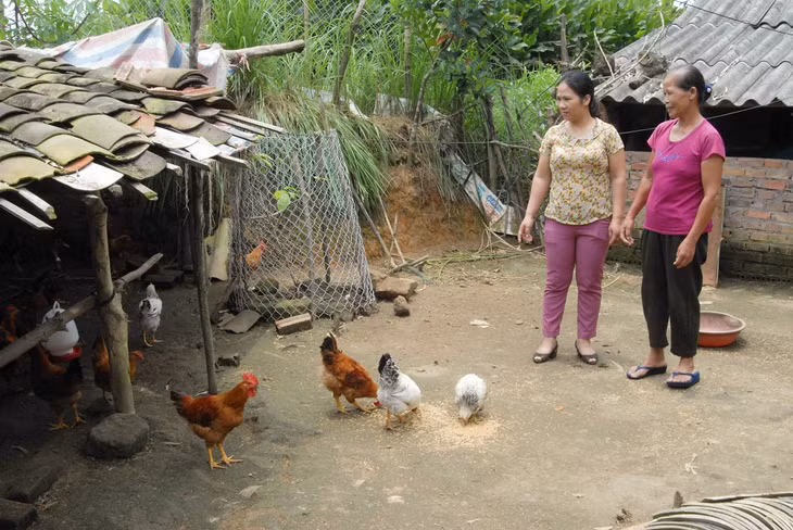 Gia đình chị Lý Thị Sinh, thôn Cốc Lồng, xã Lục Hồn (Ba Chẽ) chăm sóc đàn gà do Hội LHPN tỉnh hỗ trợ giống