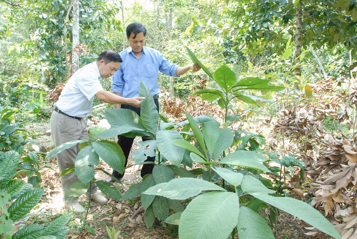 Trồng và sản xuất dược liệu đang là mô hình giúp nâng cao thu nhập cho người dân xã Tân Dân, huyện Hoành Bồ. 