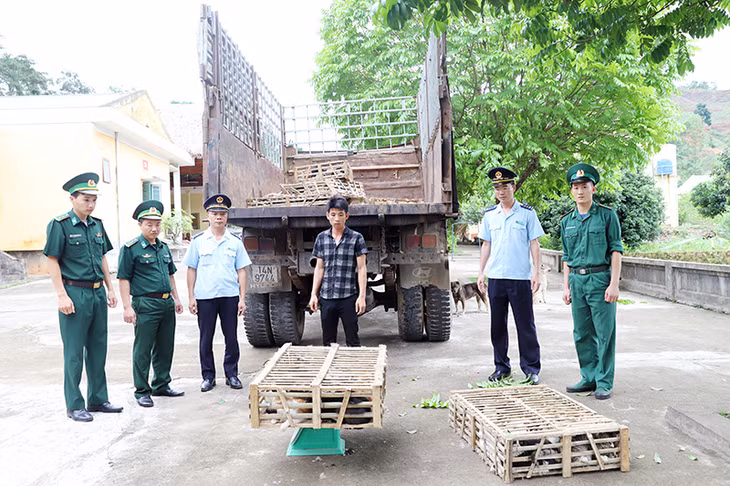 Đối tượng vận chuyển hơn 400 kg mèo nhập lậu từ Trung Quốc bị phát hiện bắt giữ