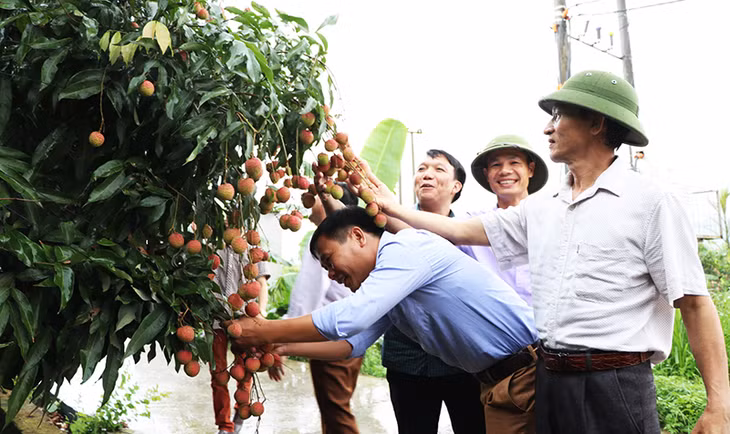Các đơn vị chức năng khảo sát chất lượng quả vải Phương Nam trước vụ thu hoạch