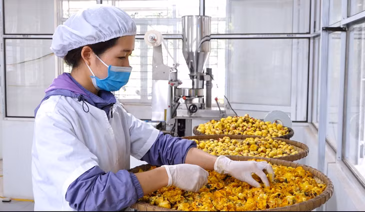 Sản xuất trà hoa vàng Ba Chẽ