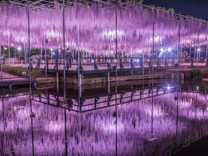 Du khách di chuyển tới hoa viên Ashikaga bằng tàu điện là tiện nhất. Gần nhất là ga Tomida thuộc tuyến thuộc tuyến JR Ryomo Line, từ nhà ga tới hoa viên đi bộ khoảng 13 phút. Ngoài ra, từ ga Ashikaga-shi thuộc tuyến Tobu Isesaki Line có xe buýt đi tới hoa viên. Du khách đi bằng cách này cũng khá thuận tiện với thời gian di chuyển khoảng 30 phút.