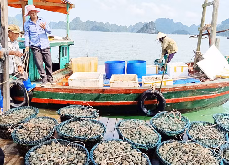 Nuôi ngao giá Vân Đồn