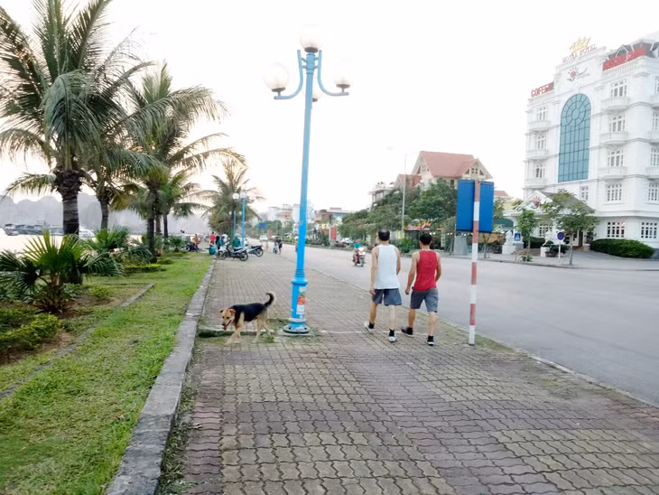 Chó thả rông có thể bắt gặp