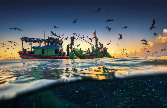 "Ngày hy họng" là tác phẩm của nhiếp ảnh gia Trần Bảo Hòa (Bình Định) trong hành trình "săn" ảnh mùa cá cơm ngần tại vùng biển Hòn Yến, Phú Yên. Luồng cá thân trắng muốt có thể nhìn rõ dưới làn nước biển, trên trời là đàn chim hải âu.