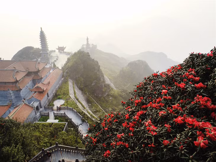 Trước kia, chỉ có dân phượt dám mạo hiểm xuyên rừng, trèo núi lên đỉnh Fansipan mới có cơ hội được mục sở thị loài hoa này. Nhờ cáp treo, tour ngắm loài hoa của núi rừng Tây Bắc giờ đã trở thành tour “hot” ở Sa Pa mỗi mùa tháng 4, tháng 5.