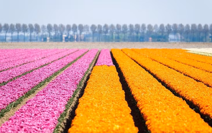Hoa tulip thường đẹp nhất trong khoảng thời gian từ giữa tháng Tư đến đầu tháng Năm. (Nguồn: CGTN)
