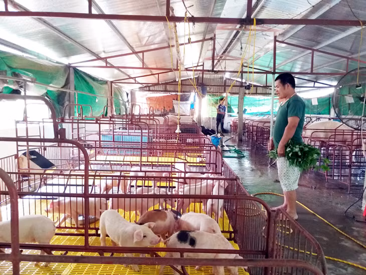 Trang trại tổng hợp của gia đình ông Nguyễn Văn Lộ tại thôn Tràng Lương cho thu nhập bình quân 300 triệu đồng/năm