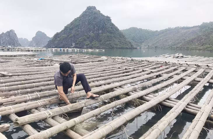 Khu vực thả nuôi ngao giá của hộ anh Nguyễn Văn Thắng thôn Quyết Thắng, xã Thắng Lợivùng phụ cận của vịnh Hạ Long 