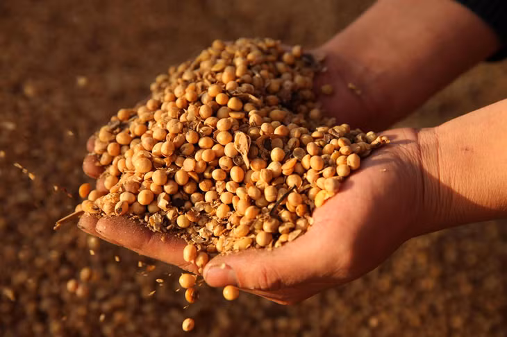 Căng thẳng thương mại Mỹ - Trung kéo dài đang gây tác động không nhỏ đến ngành đậu tương xuất khẩu của Mỹ vào thị trường đại lục. Ảnh: Reuters