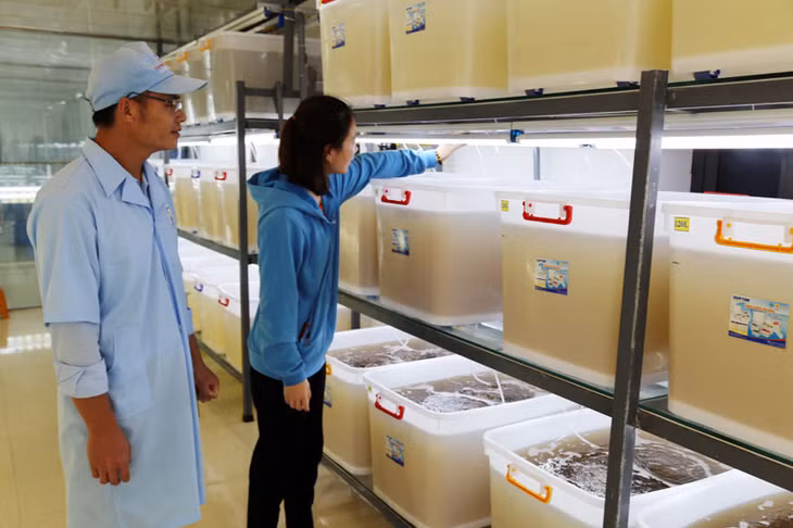 Tôm giống từ giai đoạn