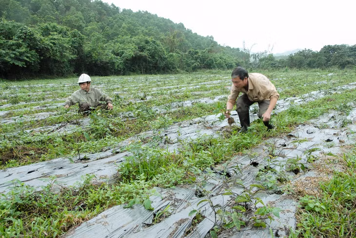 Nông dân Hải Hà thi đua sản xuất, phát triển kinh tế với mô hình trồng cây ba kích tím.