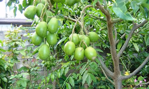 Vitamin A trong quả cóc đóng vai trò quan trọng đối với sức khỏe