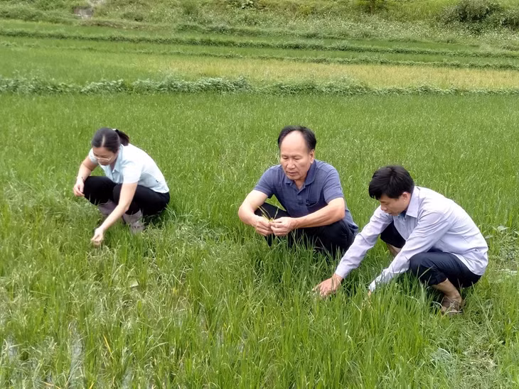 Cán bộ Chi cục Trồng trọt và Bảo vệ thực vật kiểm tra diện tích lúa nhiễm bệnh đạo ôn 