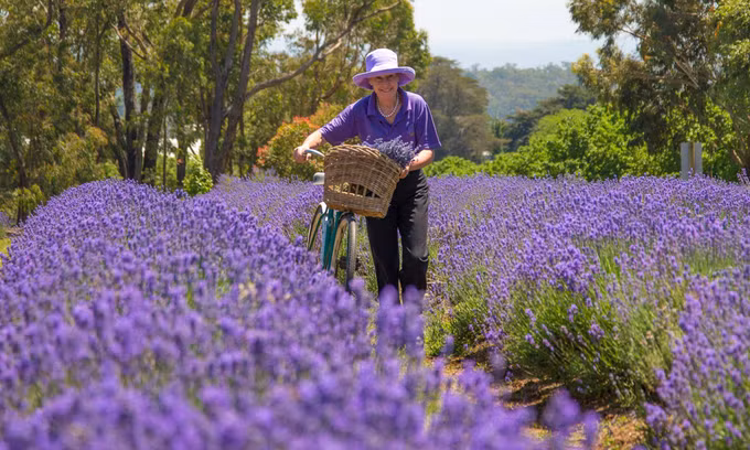 Trang trại Warratina là nơi du khách có thể tản bộ dọc theo những luống hoa oải hương ở Australia. Cánh đồng cách Melbourne khoảng một giờ lái xe. Trang trại mở cửa quanh năm và thường thu hoạch hoa vào tháng 1. Nơi này nổi tiếng với món kem, trà, bánh vị oải hương. Ảnh: Warratinalavender.