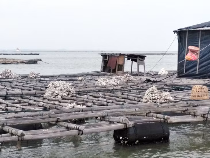 Vỏ hà chết chất đống tại nhiều bè nuôi.