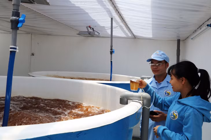 Công nghệ sản xuất Artemia là một công đoạn đặc biệt quan trọng để sản xuất thức ăn tươi sống cho tôm với nhiều vitamin và các chất cần thiết để kích thích tôm giống bắt mồi.