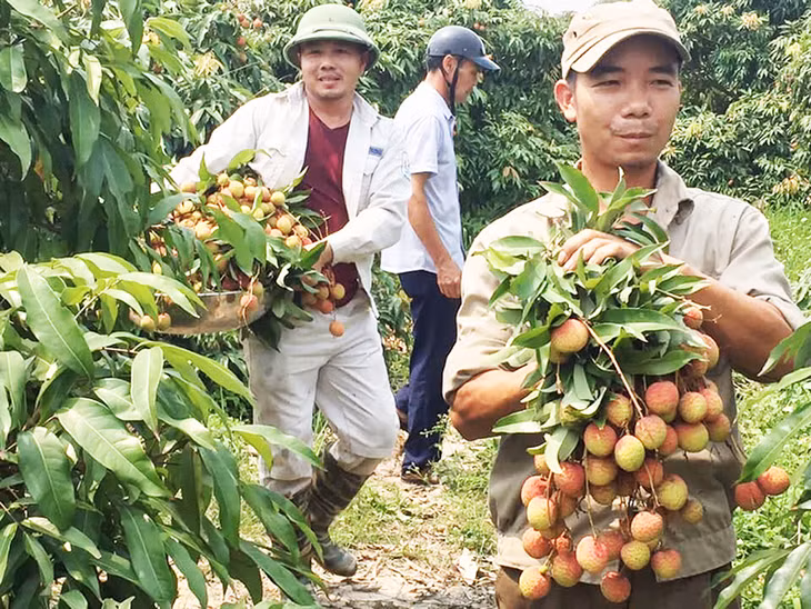Thương lái đến tận vườn thu mua vải