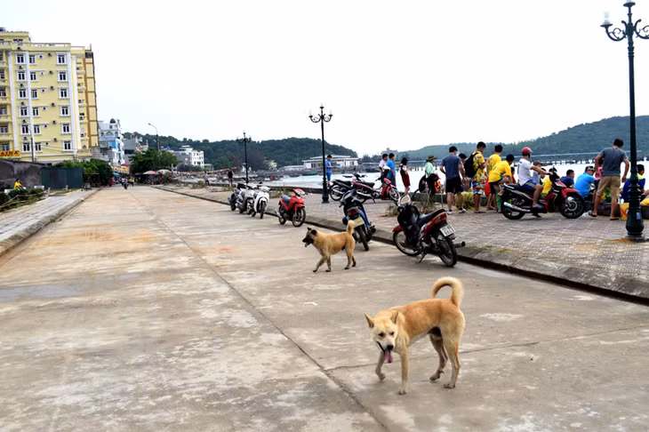 Chó thả rông ở khu vực thị trấn Cô Tô