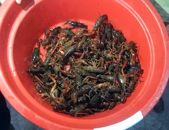 Số tôm