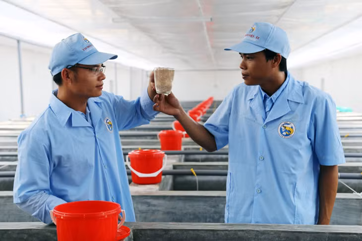 Trại nuôi post: 1 bể nuôi khoảng 600.000 tôm giống từ post1 đến post12.