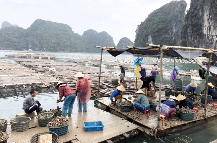 Nhờ vốn vay từ ngân hàng nhiều hộ gia đình đã phát triển những mô hình kinh tế hiệu quả. Ảnh: Mô hình nuôi hầu tại xã Bản Sen