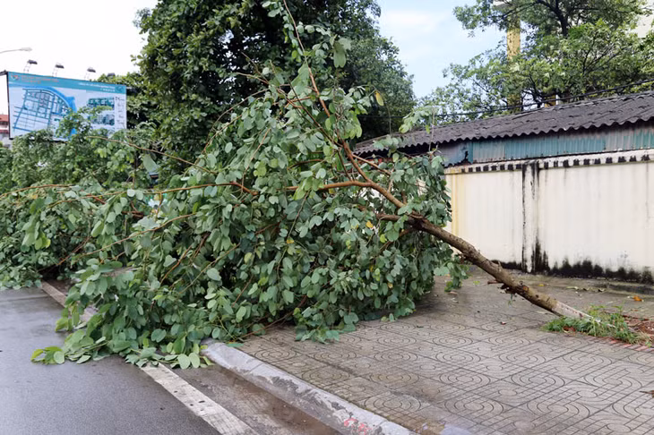Hàng chục cây xanh các tuyến phố bị đổ, gãy.