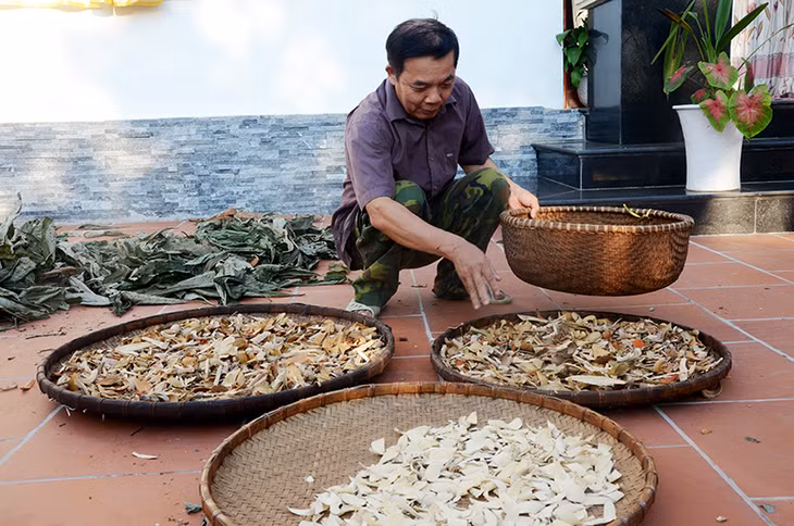 Nguồn dược liệu phong phú từ rừng Hoành Bồ đã tạo sinh kế cho không ít hộ dân ở vùng đồng bào dân tộc thiểu số của địa phương.